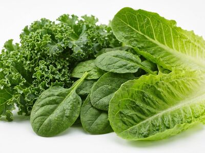 Salades, épinards et blettes frais